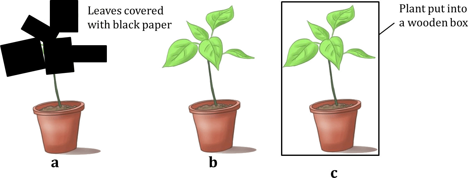 Figure Shows Three Potted Plants - Houseplant (1502x571), Png Download