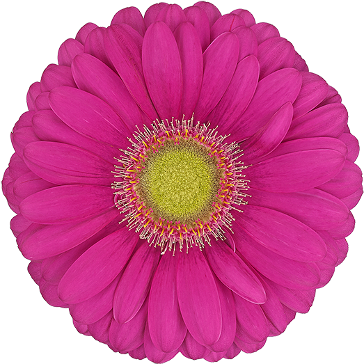 Florist Holland - Gerbera Celebrations (600x600), Png Download
