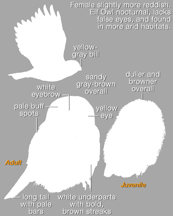 Cape Pygmy-owl Mask 576 - White Stork (576x720), Png Download