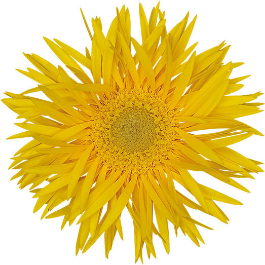 Florist Holland - Sunflower On White Background (600x600), Png Download