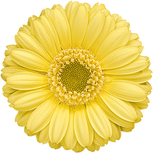 Florist Holland - Perks Of Being A Wallflower Flower (600x600), Png Download