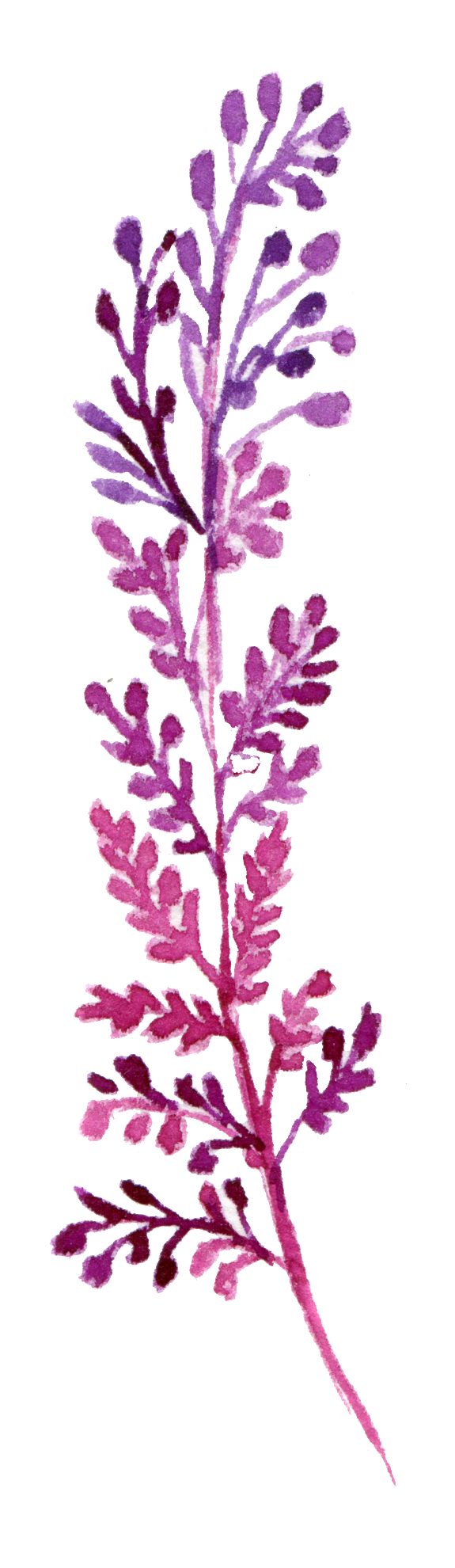 Hand Painted Rare Strange Leaves Png Transparent - Watercolor Painting (1024x2054), Png Download