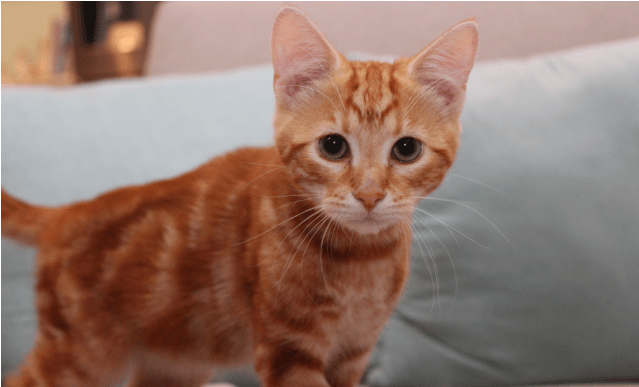 Photo Of Dorito Nk2618 - Arabian Mau (638x638), Png Download