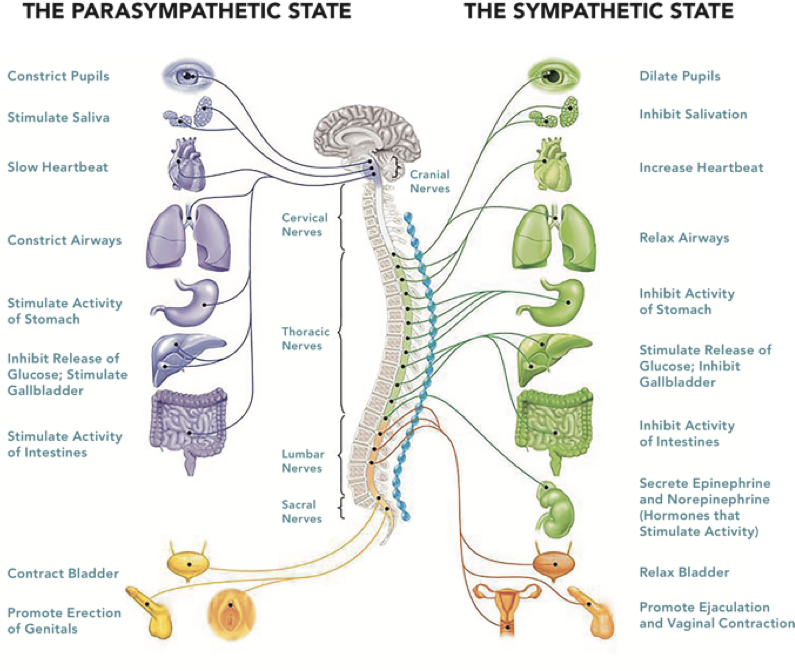 download parasympathetic state parasympathetic somatic nervous somatic nervous system
