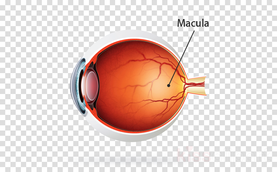 Kodak Uv Blue Lens Clipart Lens Retina Eye - Gold Christmas Tree Ball No Background (900x560), Png Download
