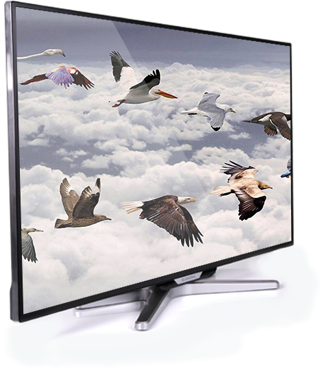 42 Inch Led - Flying Birds (550x559), Png Download