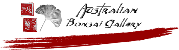 Sakura Bonsai Gallery - Cherry Blossom (750x450), Png Download