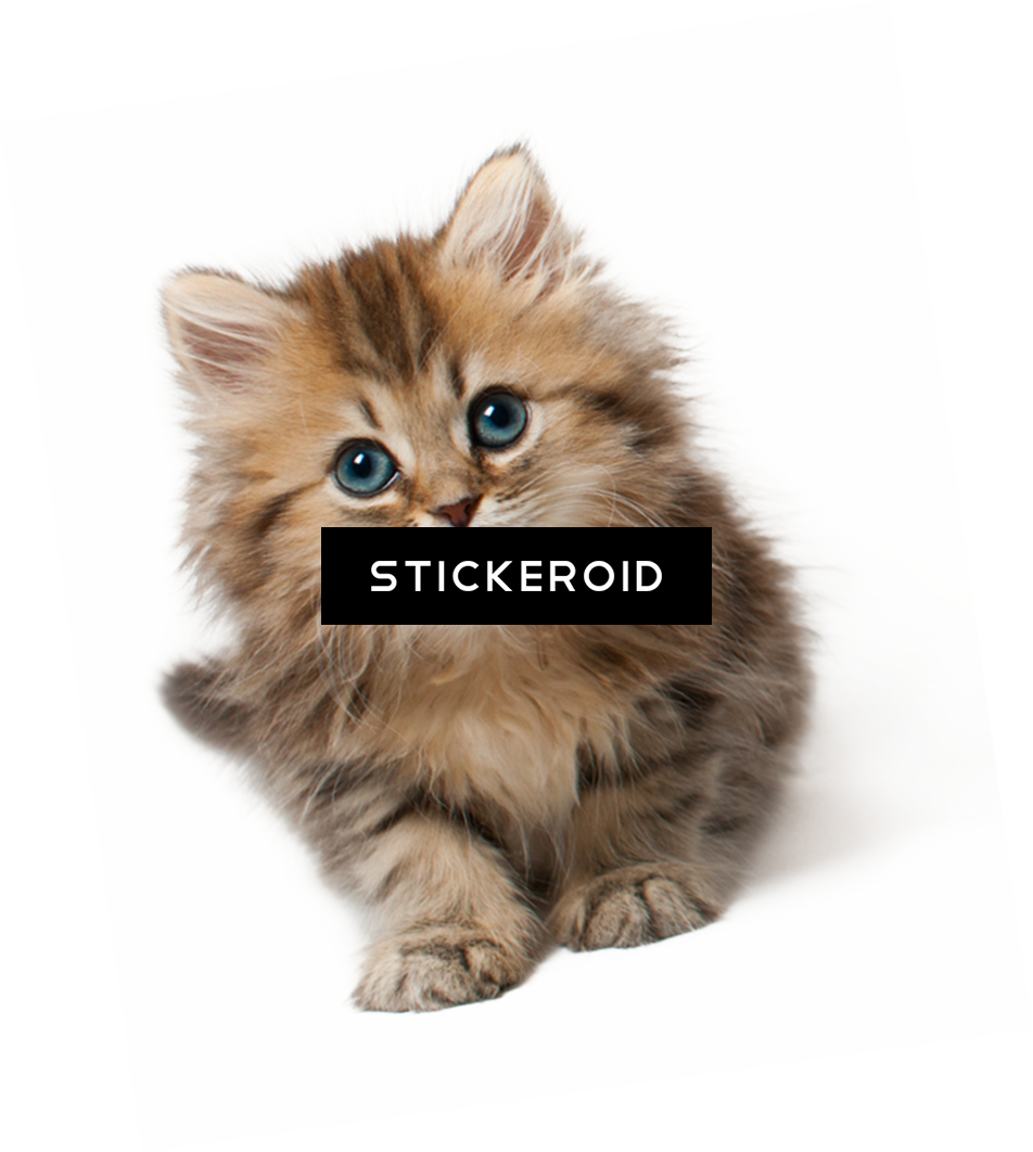Cute Cat - Kitten Png (952x1062), Png Download