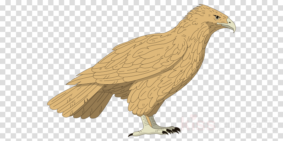 Bald Eagle Clip Art - Pink Powder Explosion Png (900x450), Png Download