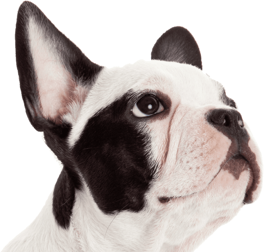 Get A $7 Off Coupon In Your Email - Get Pet Insurance (733x699), Png Download