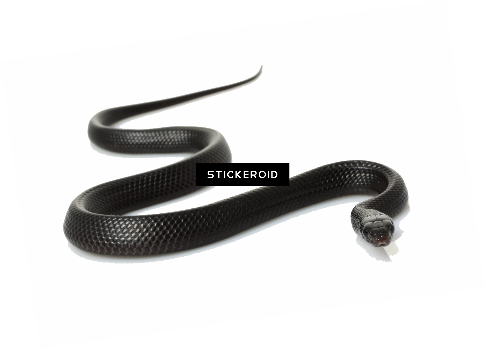 Black Snake - Common Kingsnake (1860x1342), Png Download