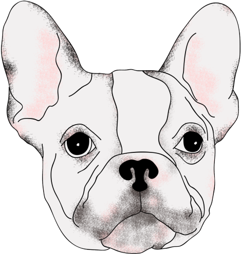 Drawing Bulldogs Realistic - French Bulldog (1280x1280), Png Download