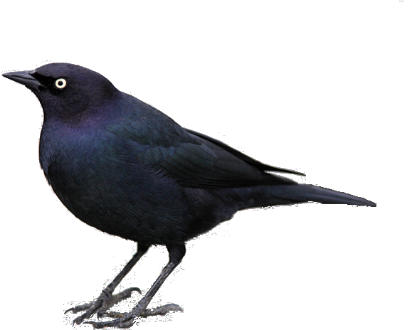Blackbird - Jpeg (750x500), Png Download