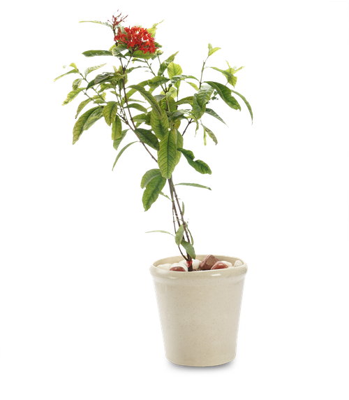 Snake Plant- - Houseplant (602x602), Png Download