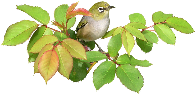 Bird, On, Rose, Cut, Out - Birds Png (960x576), Png Download