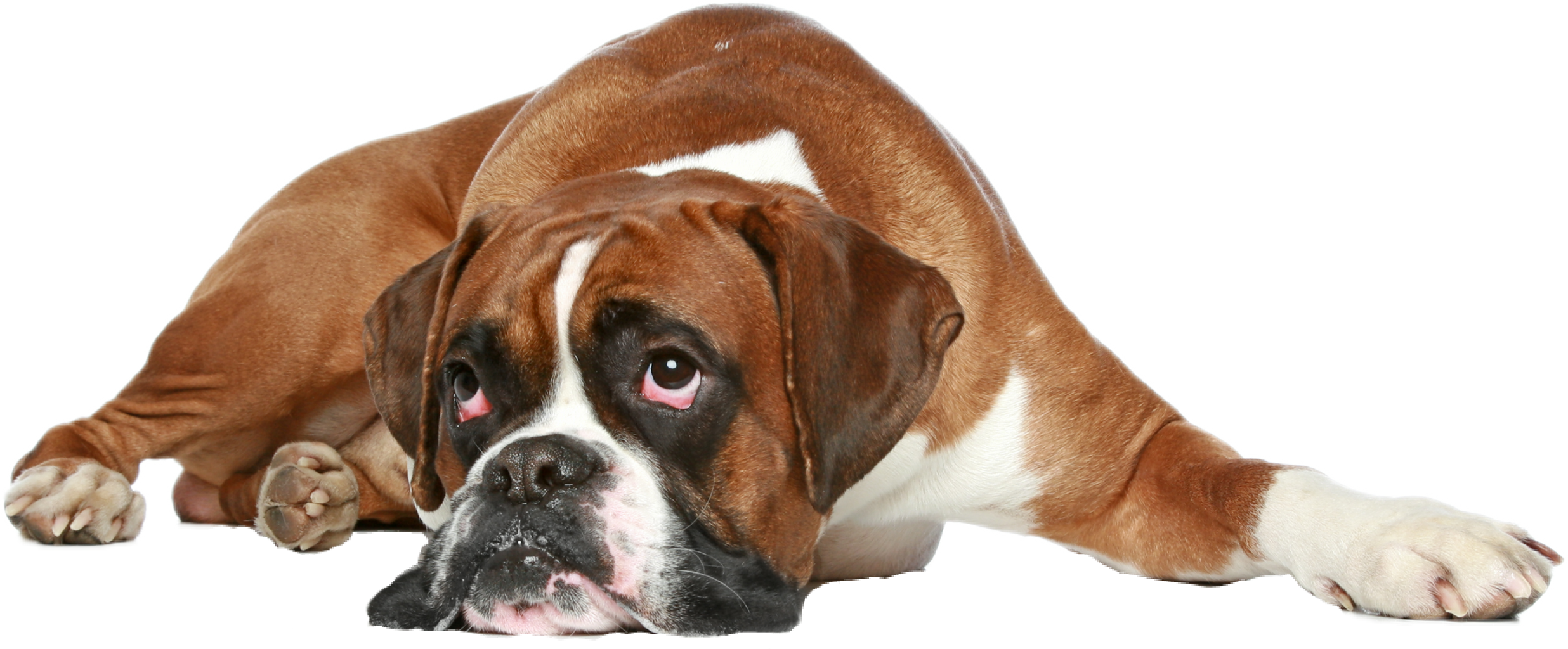 Report Abuse - Get Well Soon Boxer Dog (2472x1024), Png Download