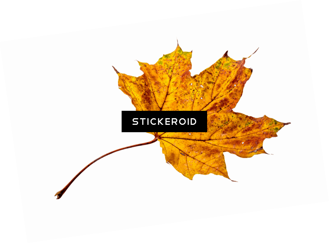 Autumn Sycamore Leaf - Autumn (1385x1022), Png Download
