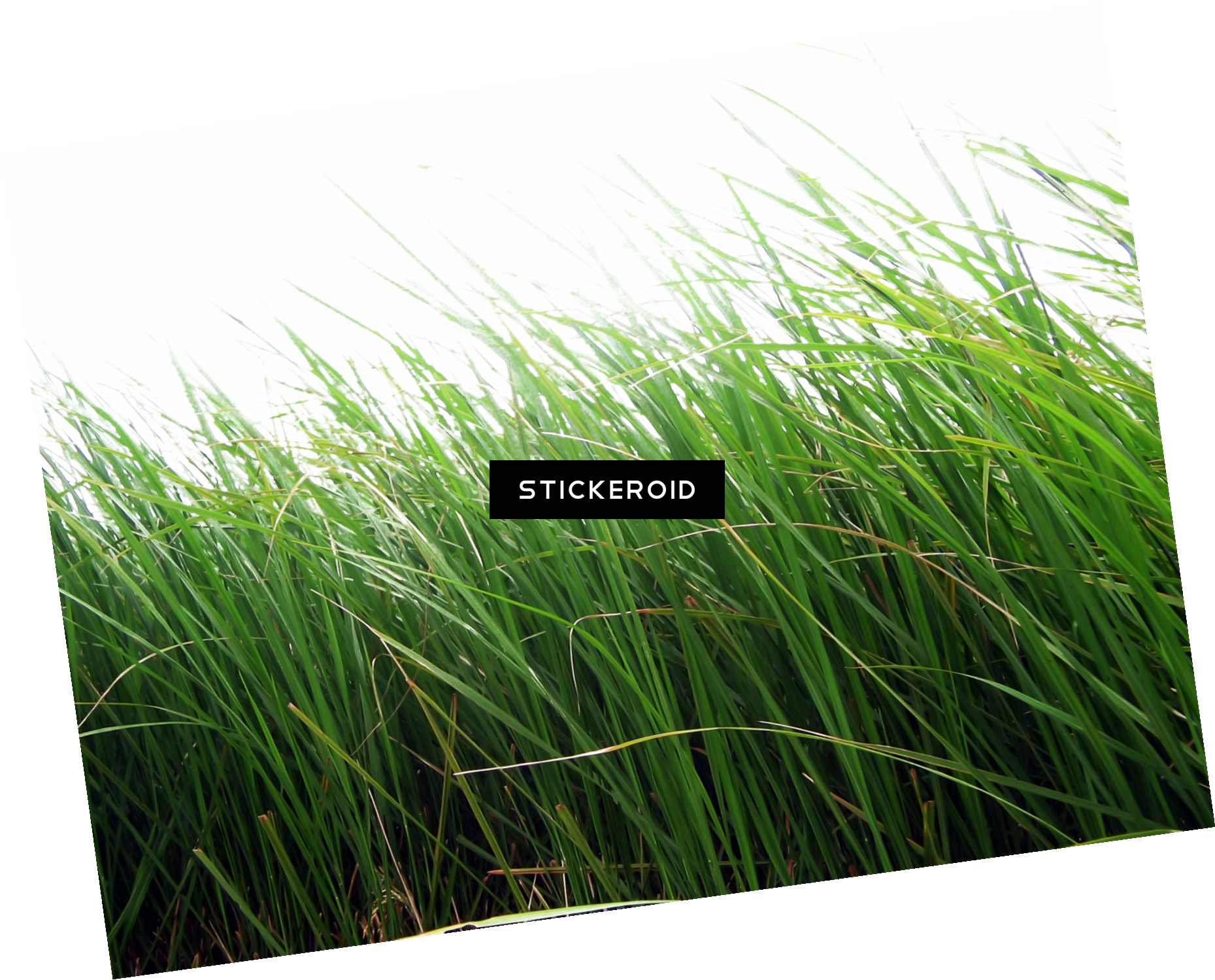 Grass Green Grass Nature - Grass Png Hd Download (1859x1499), Png Download