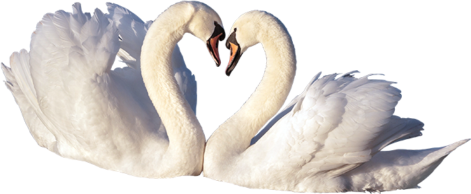 Love Birds Png - Portable Network Graphics (750x420), Png Download