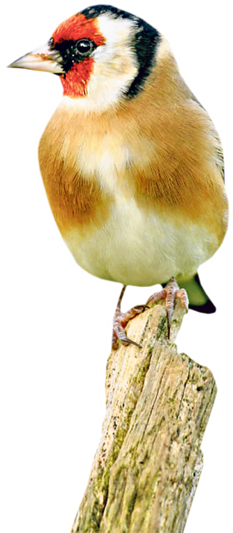 The Goldfinch Colourful Birds, Exotic Birds, Kinds - European Goldfinch (408x768), Png Download