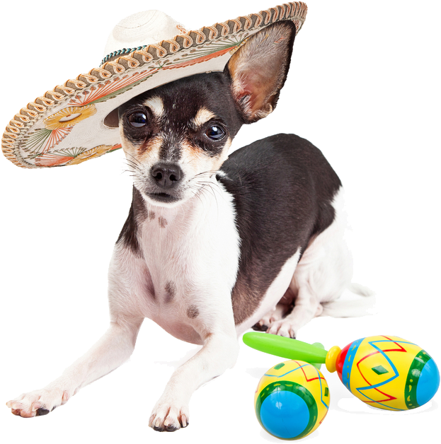 Popular Images, - Happy Dog Png Transparent (701x655), Png Download