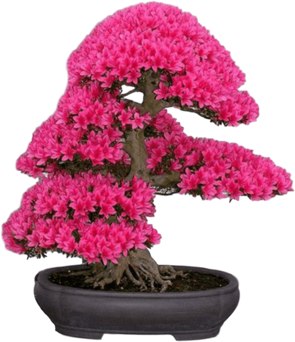 New Japanese Cherry Blossom Seeds A Rare Japanese Variety, - Japanese Sakura Bonsai Flower Tree Seeds (1021x1200), Png Download