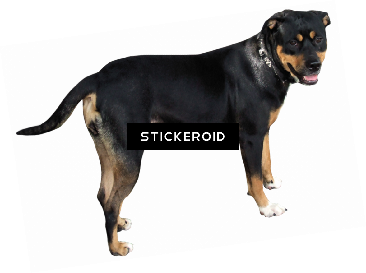 Dog (1177x878), Png Download