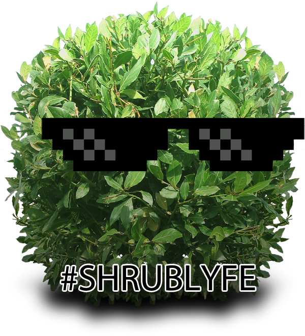 #shrublyfe Hashtag On Twitter - French Lavender - Lavandula Stoechas Bandera (600x661), Png Download