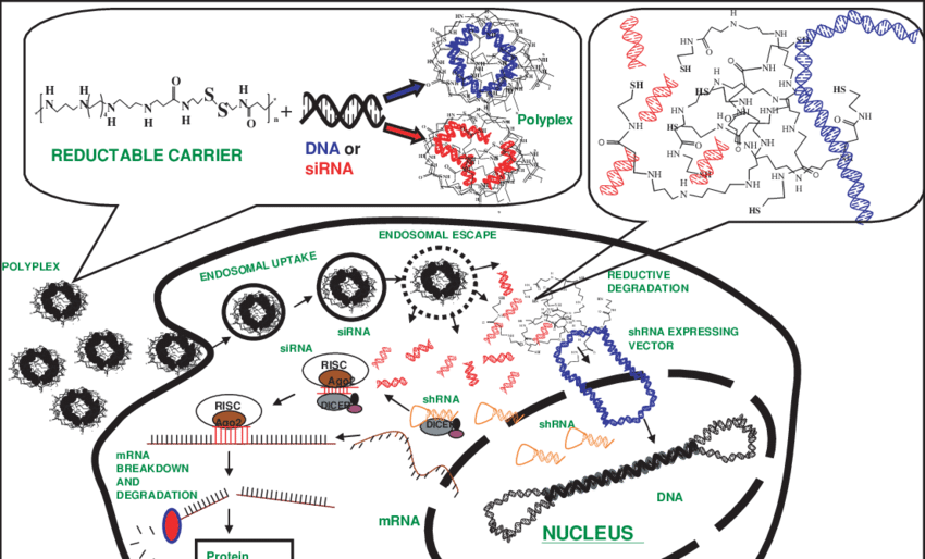 Figure Not Representative Of Scale Of Molecules - Molecule (850x514), Png Download