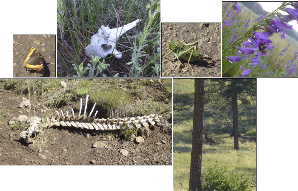 Sunbaked Bones, A Butterfly, A Cool Cricket, A Bumblebee - Larkspur (1142x732), Png Download