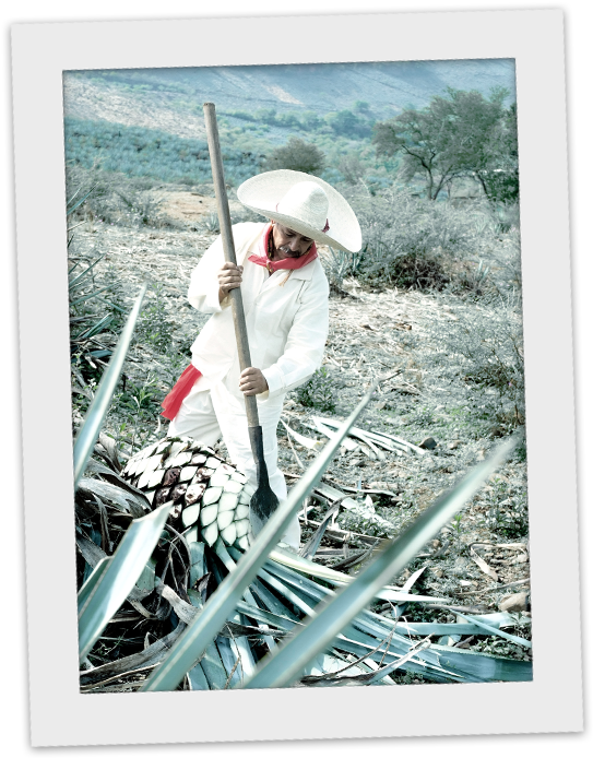 Agave Is Actually The Key Ingredient Of This Iconic - Jimador (680x800), Png Download