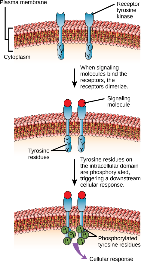 This Illustration Shows Two Receptor Tyrosine Kinase - Extracellular Domain (469x871), Png Download