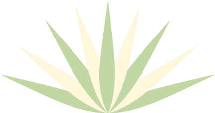 Agave Succulent Wall Decal - Illustration (660x500), Png Download