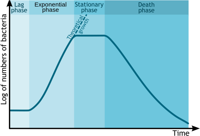 Bacterial Growth Curve - Bacterial Growth Phases (680x466), Png Download