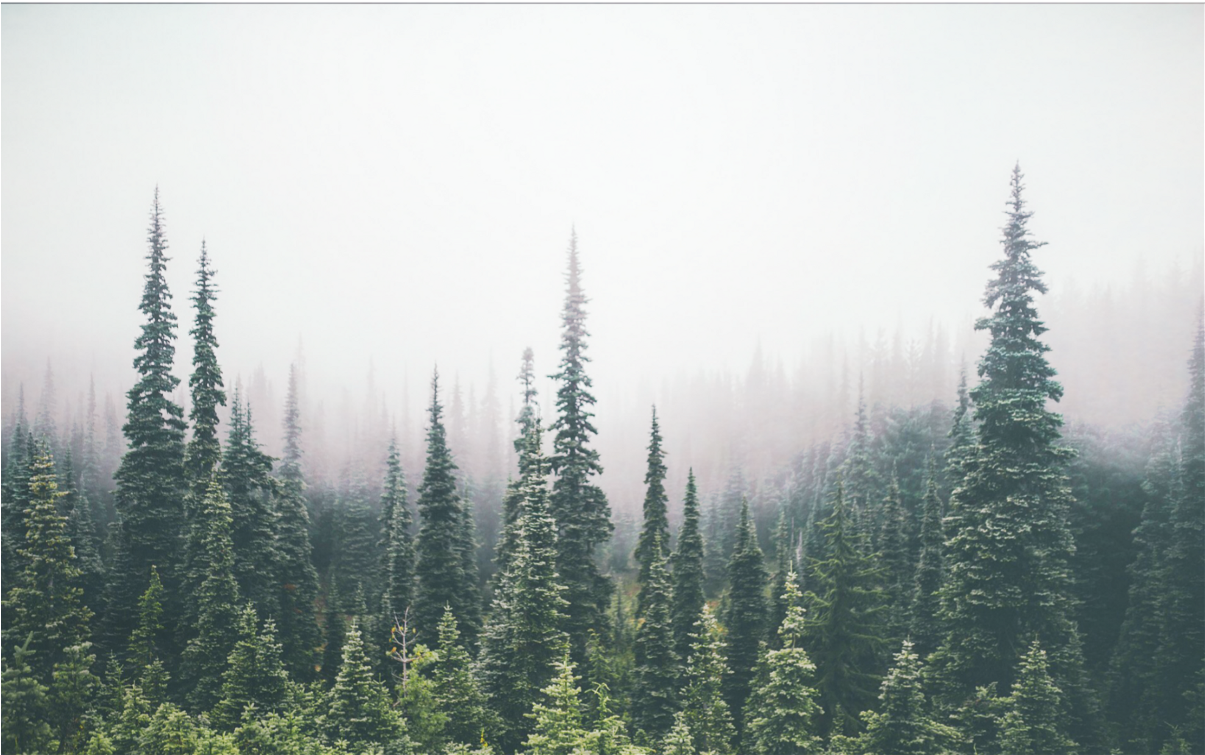 Trees Forest Treetops Overlay Background - Pine Tree Forest Background (1204x1024), Png Download