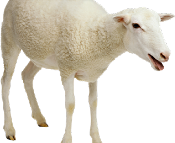 Sheep Png Transparent Images - Transparent Sheep Png (640x480), Png Download