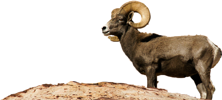 Bighorn Sheep Png - Desert Bighorn Sheep Transparent (895x400), Png Download