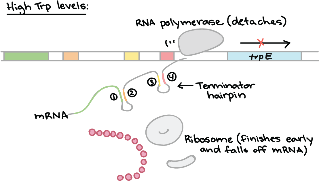 Trp Operon (1125x647), Png Download