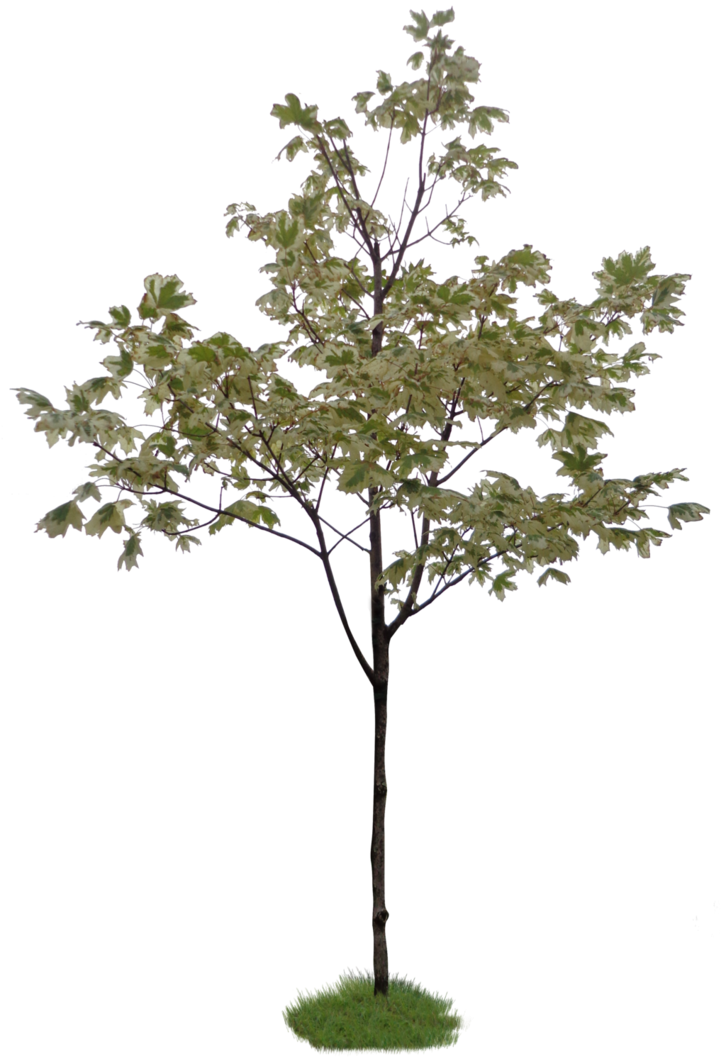 Free Download - Photoshop Little Tree (726x1099), Png Download