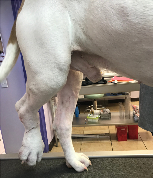 Gulf Coast Humane Society Second Chance Fund - Weimaraner (1000x600), Png Download