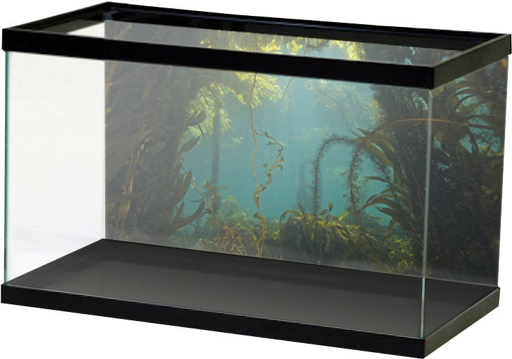 Salt Kelpforest (800x800), Png Download