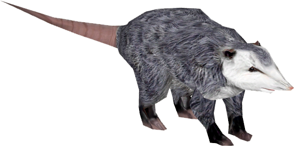North American Opossum 4 - Wiki (593x593), Png Download