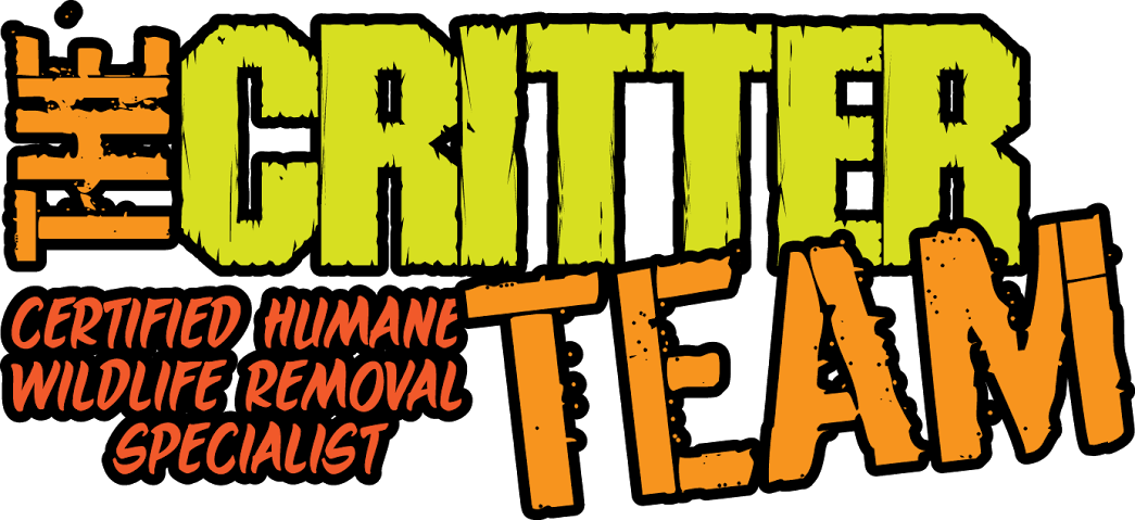The Critter Team (1045x479), Png Download