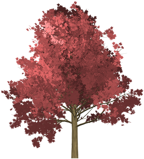 Japanese Maple Cliparts 13, Buy Clip Art - Arbol De Palo Fierro (720x720), Png Download
