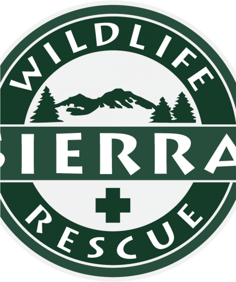 Emblem (800x1200), Png Download