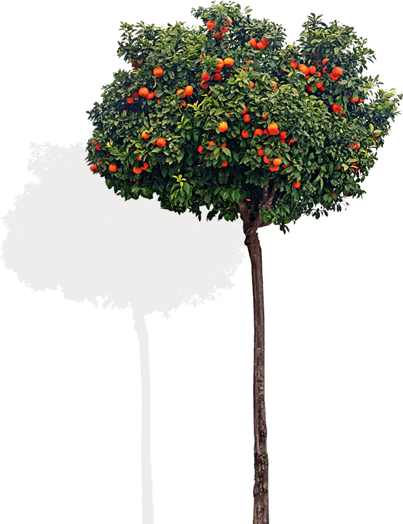 Chair Tree - Front View Tree Png (572x744), Png Download