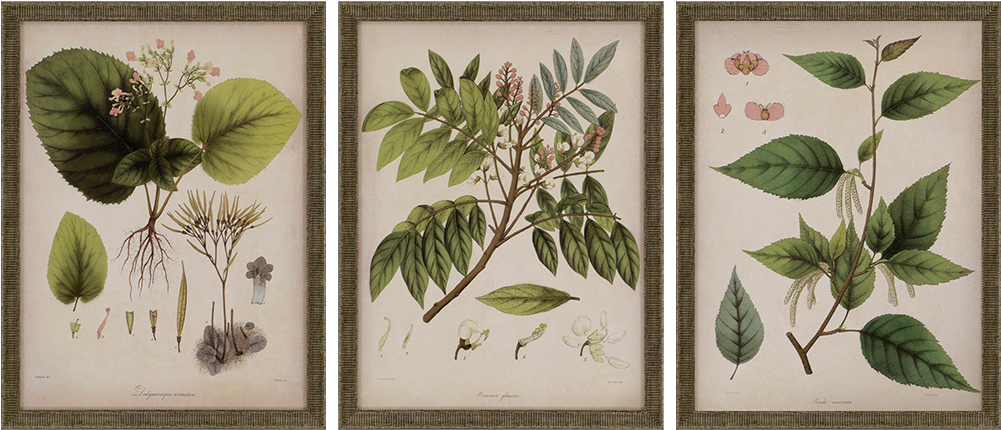 View Larger Image - Giclee Painting: Mendez's Vintage East Indian Plants (1000x1000), Png Download