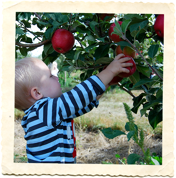 Strawberries - - Picture Frame (621x620), Png Download