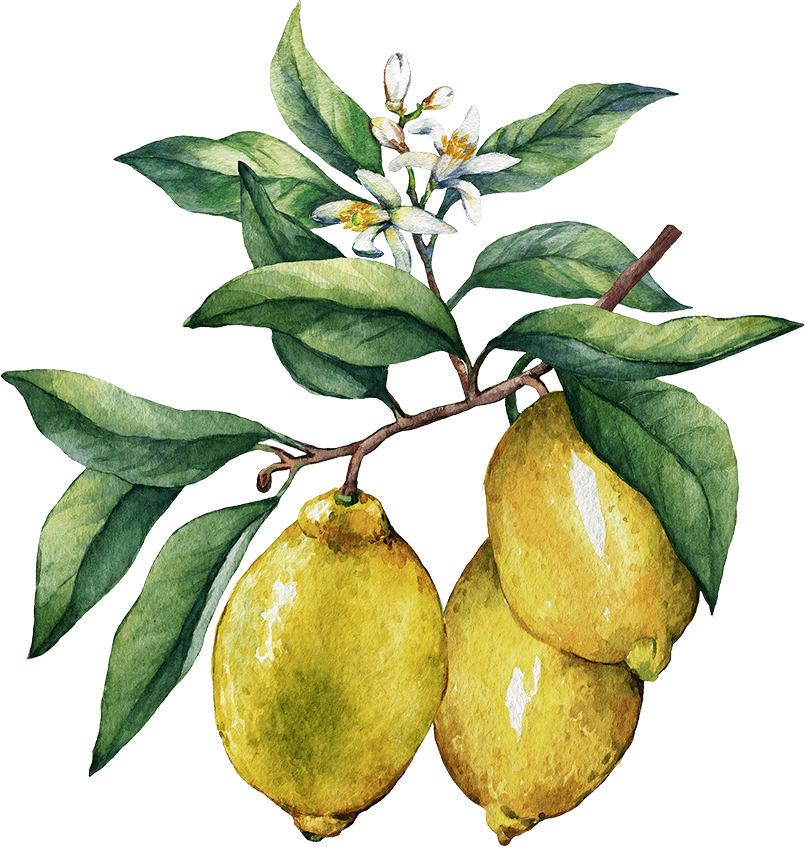 Ingredient - Lemons - Oil Painting Lemon Branch (805x847), Png Download