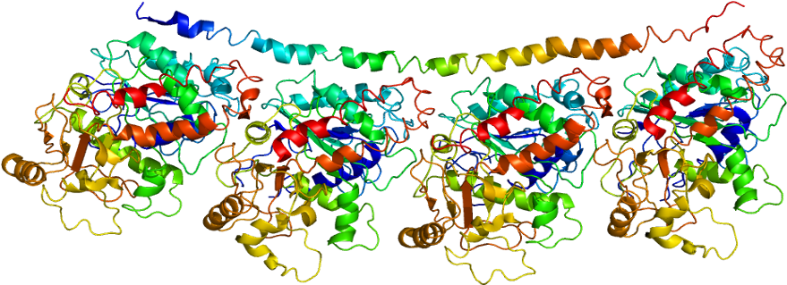 Tubb4a Gene (928x368), Png Download